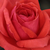 Roșu - Trandafir pentru straturi Floribunda - Resolut®